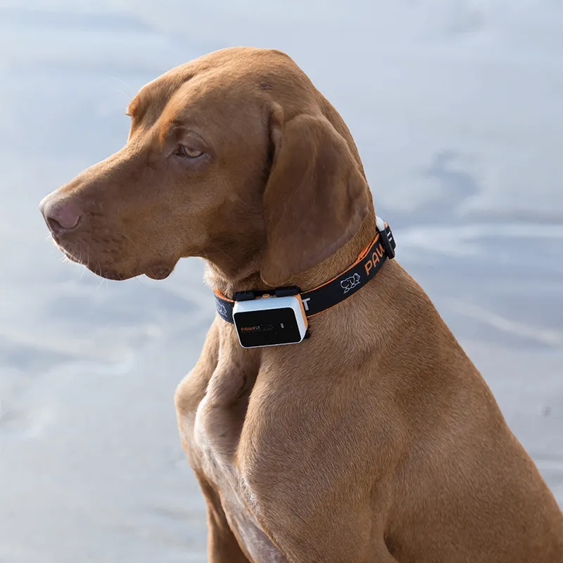 Compact Size 48x33x14 mm GPS Dog Tracker Collar for Enhanced Pet Safety